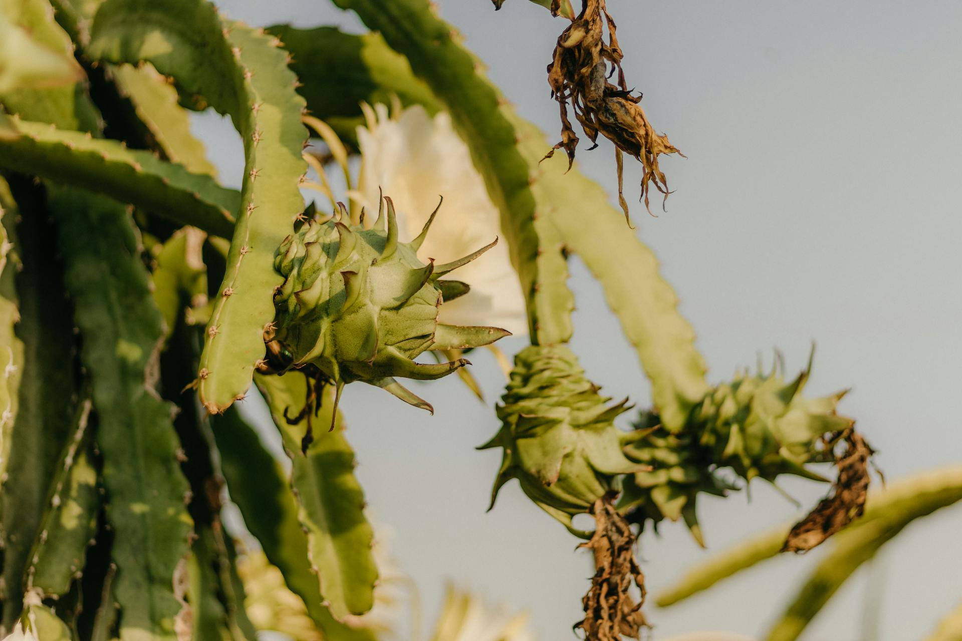 dragon fruit cactus plant