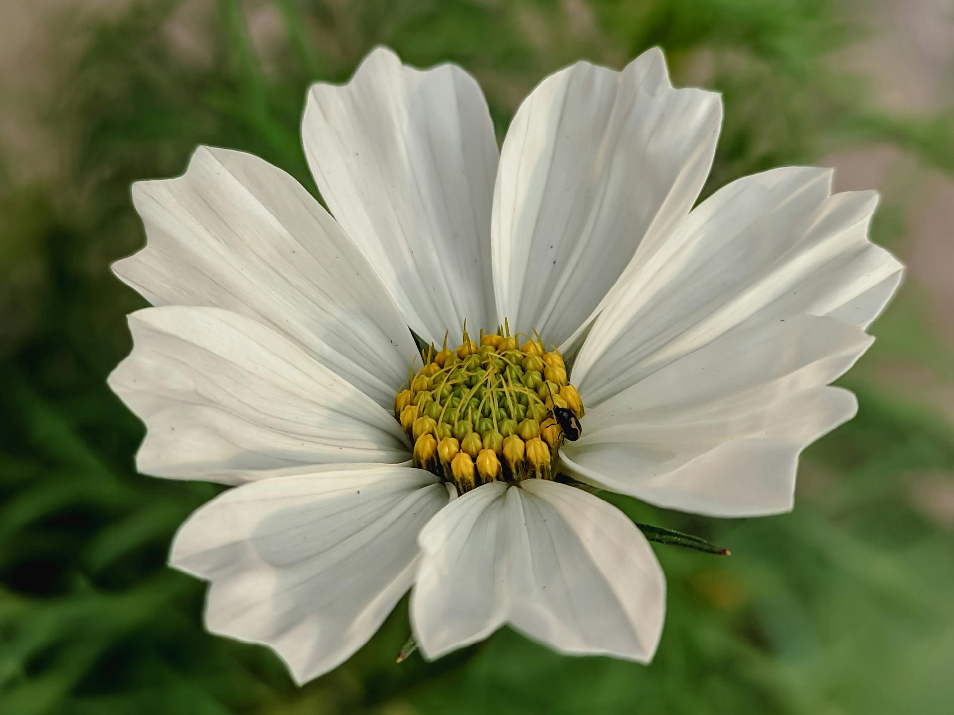 Cosmos white image