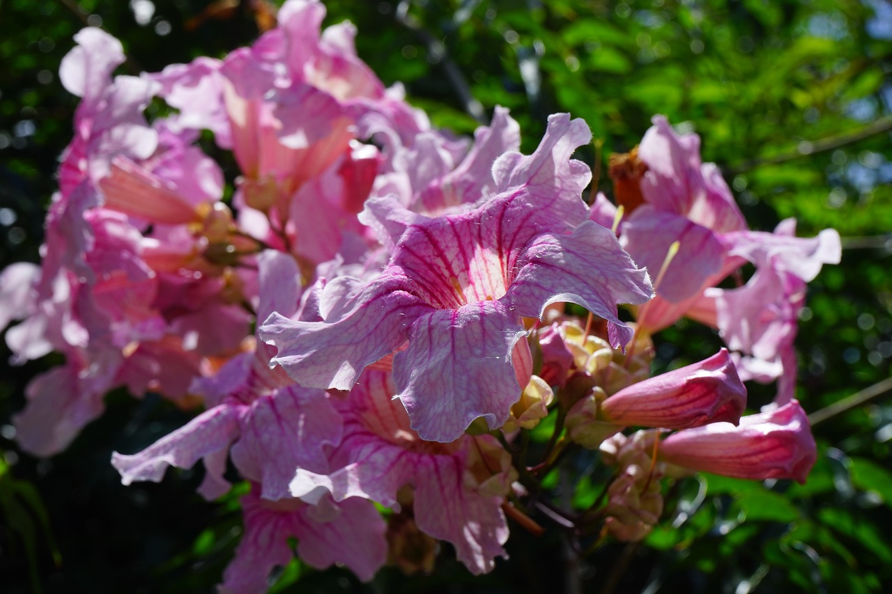 Pink Trumpet Tree