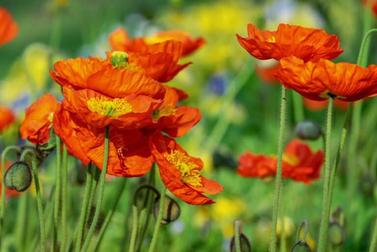 How to Grow and Care for Iceland Poppies