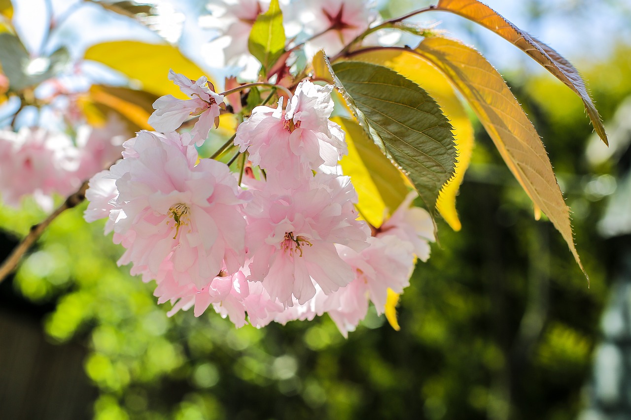 Prunus Glandulosa pink