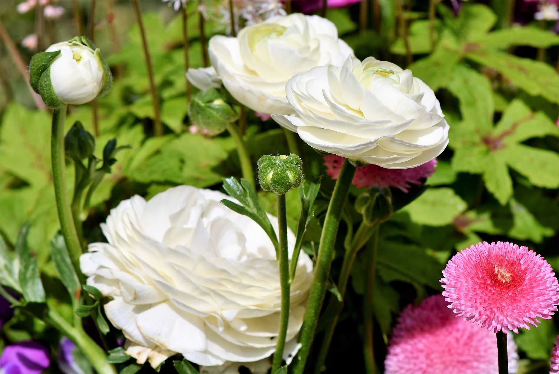 Ranunculus white image