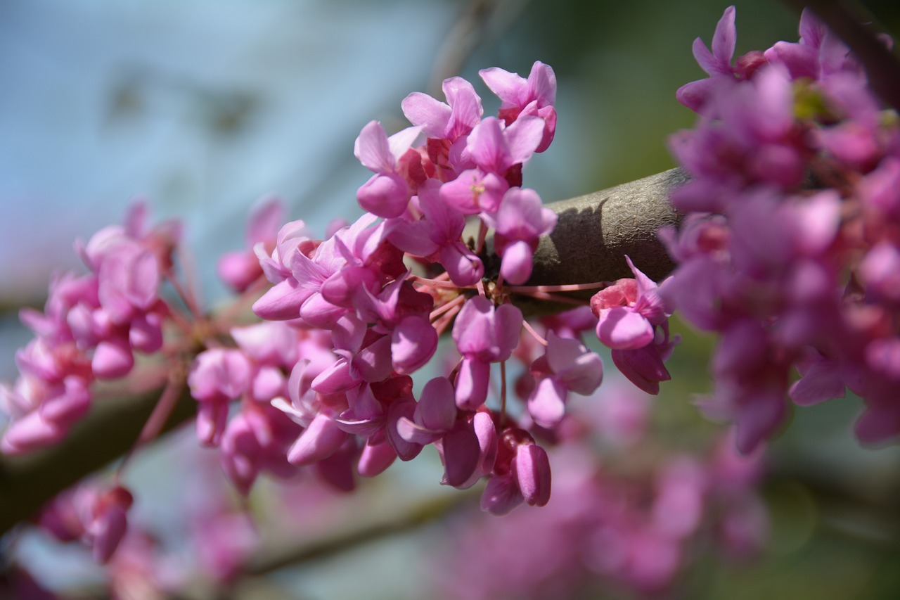 redbud pink