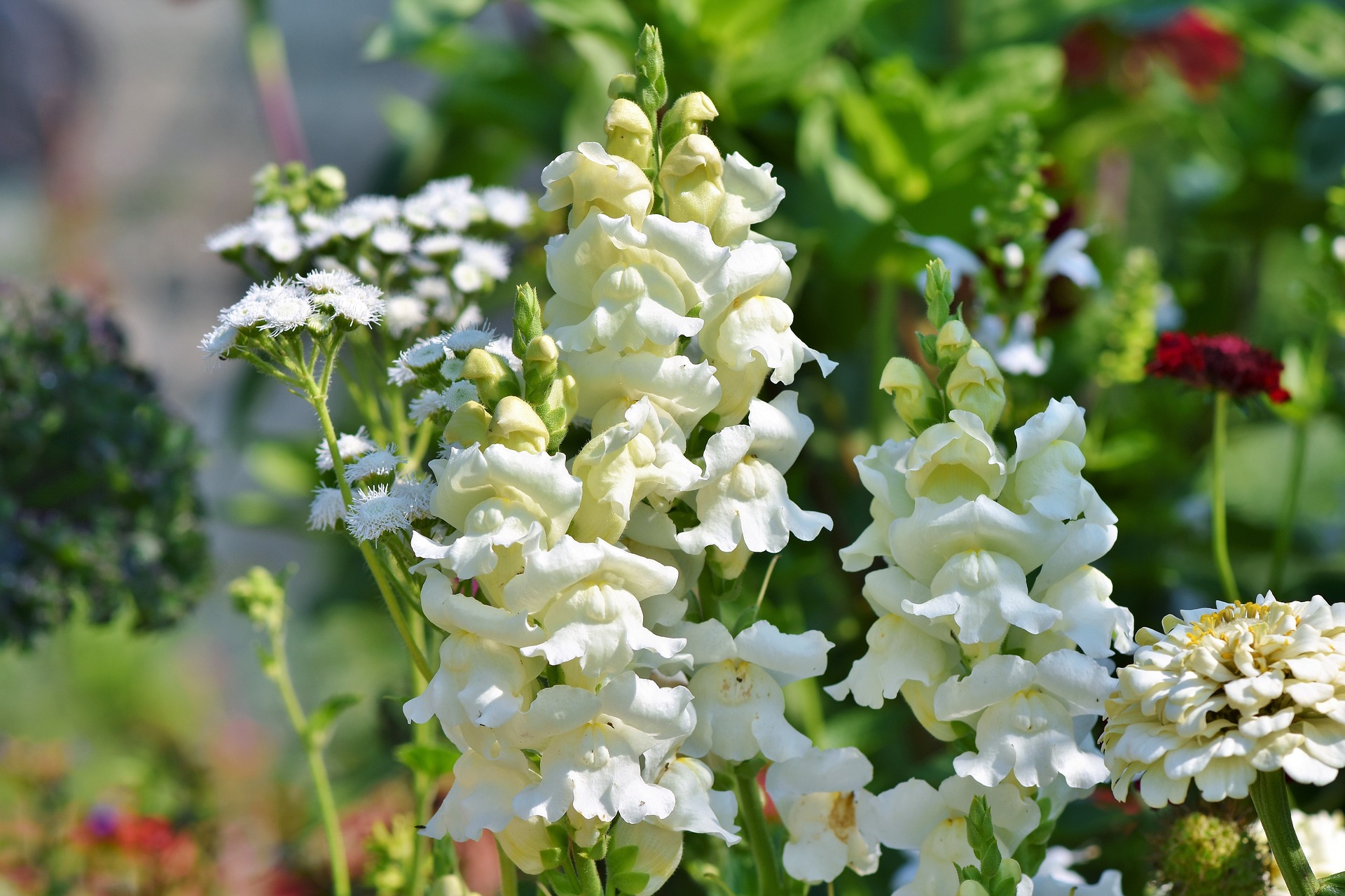 Snapdragon White