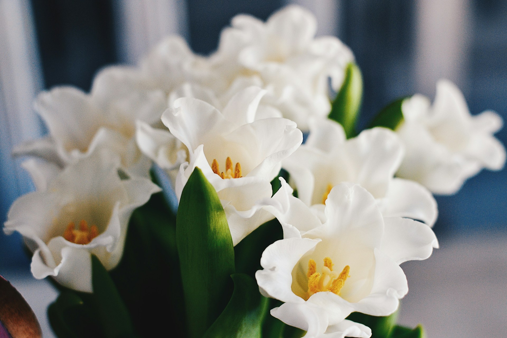 Tulips white 