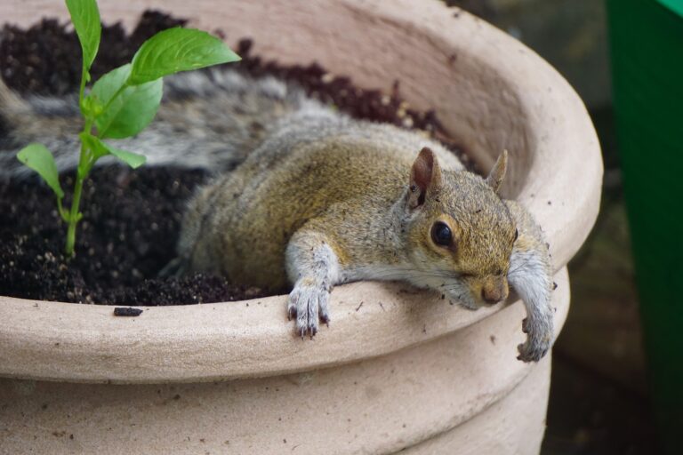 How To Keep Squirrels Out Of Potted Plants