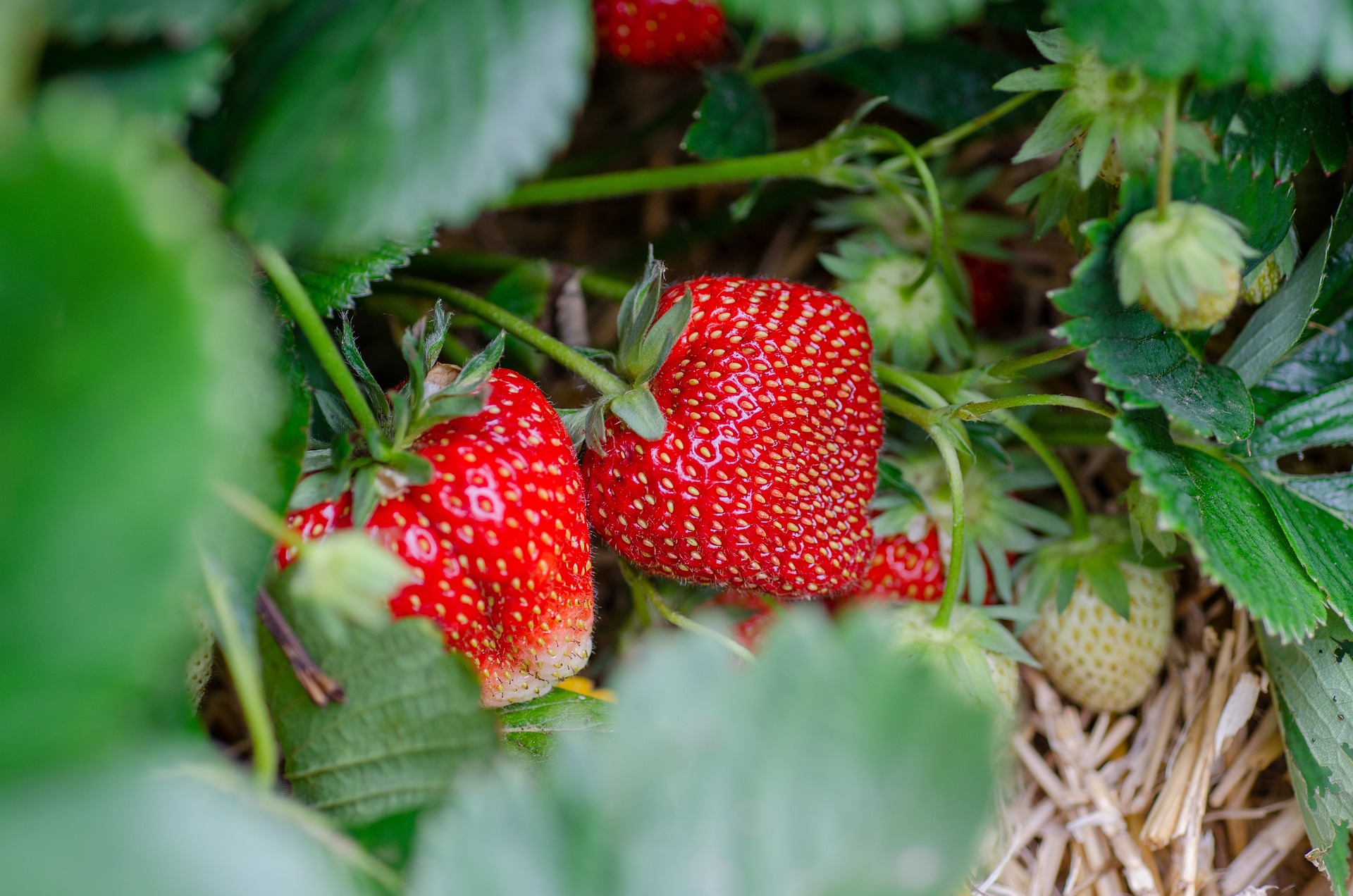 How to Grow Strawberries – The Shocking Benefits