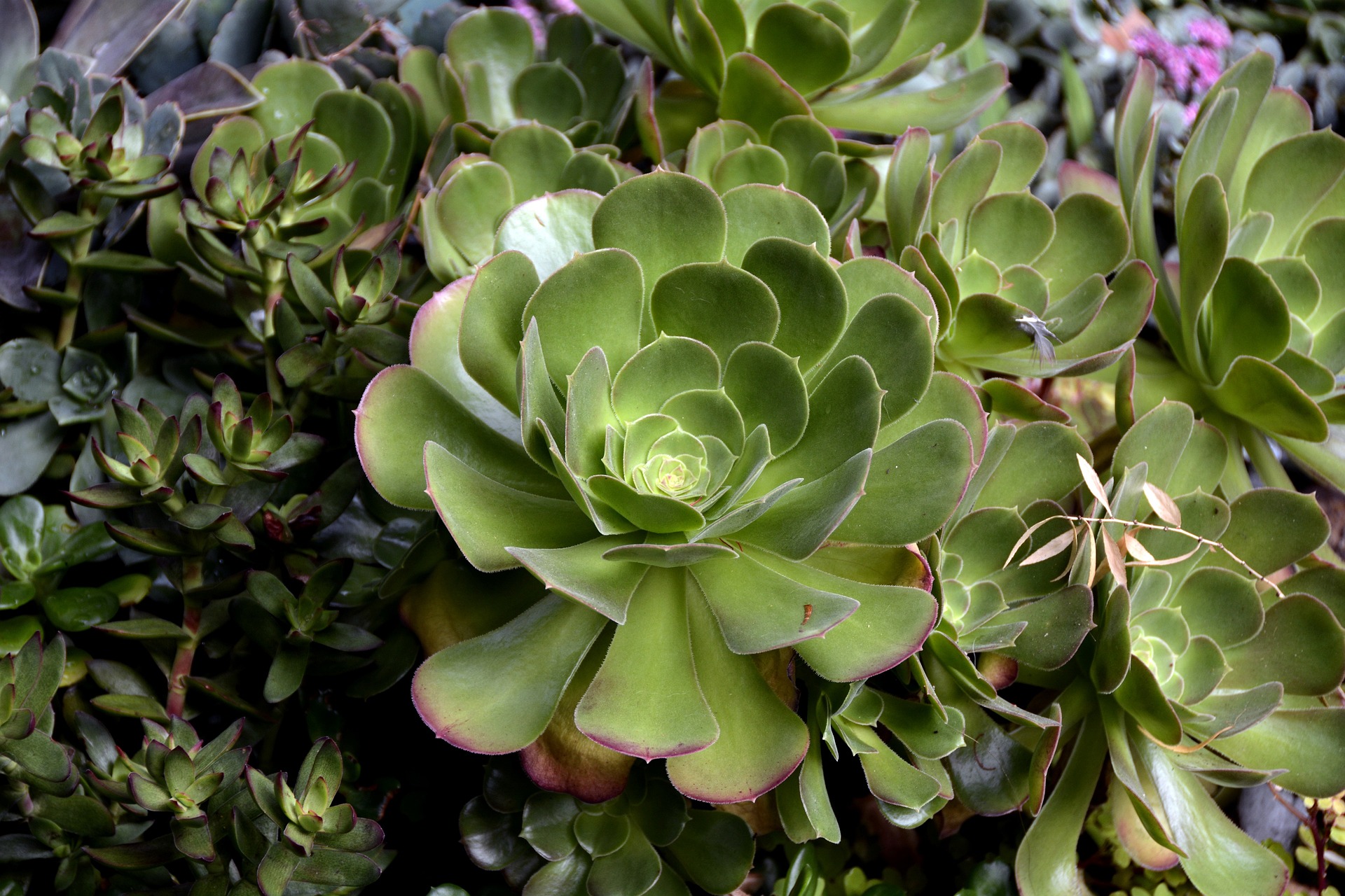 How to Grow & Care for Aeoniums