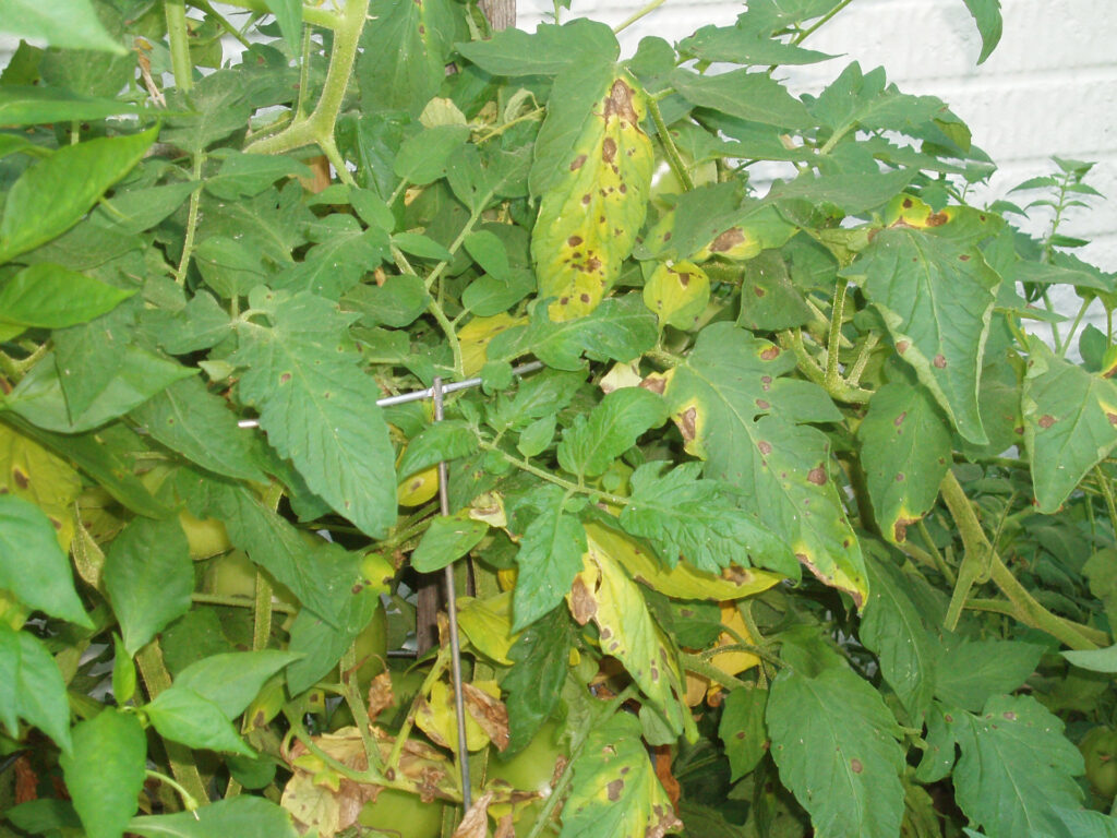 How To Stop Verticiliam In Tomatoe Plants