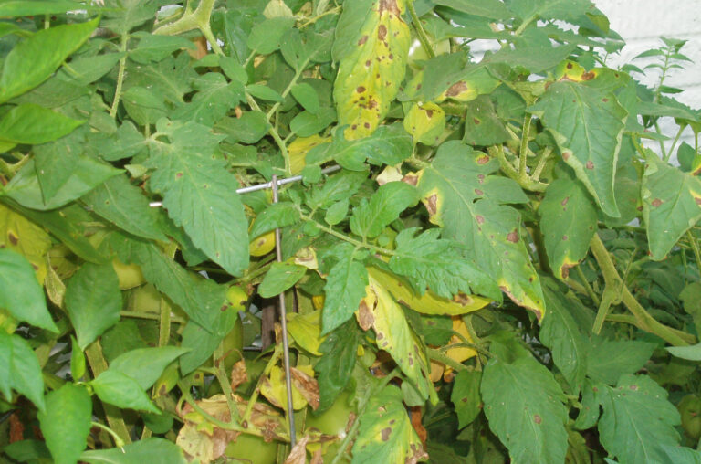 How To Stop Verticiliam In Tomatoe Plants