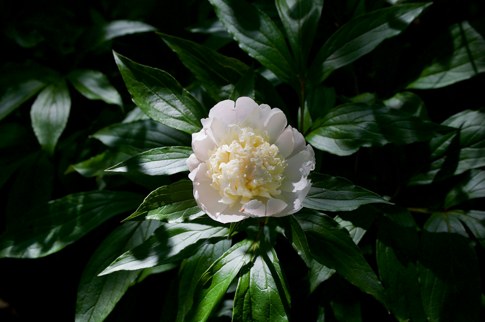 Peonies