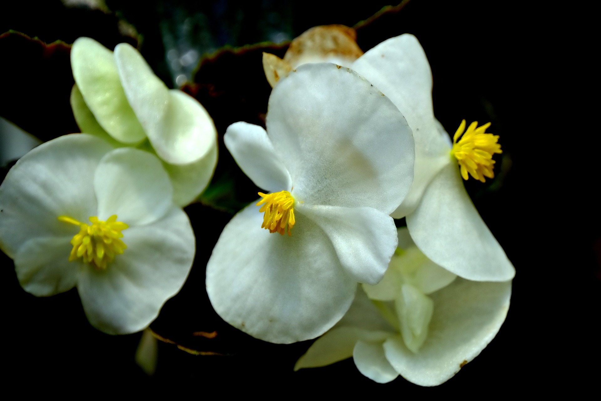 Begonia white image