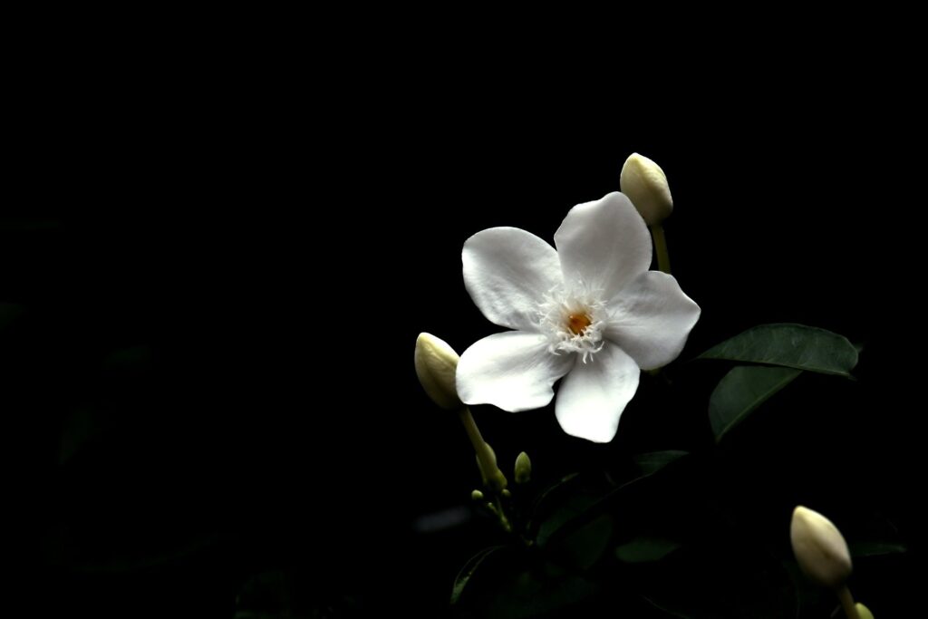 How to Grow and Care for Night Blooming Jasmine