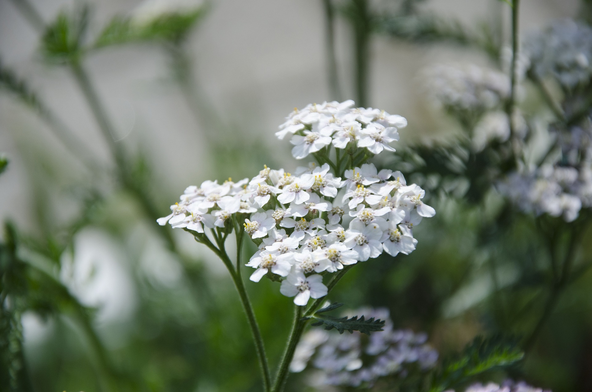 Yarrow white image