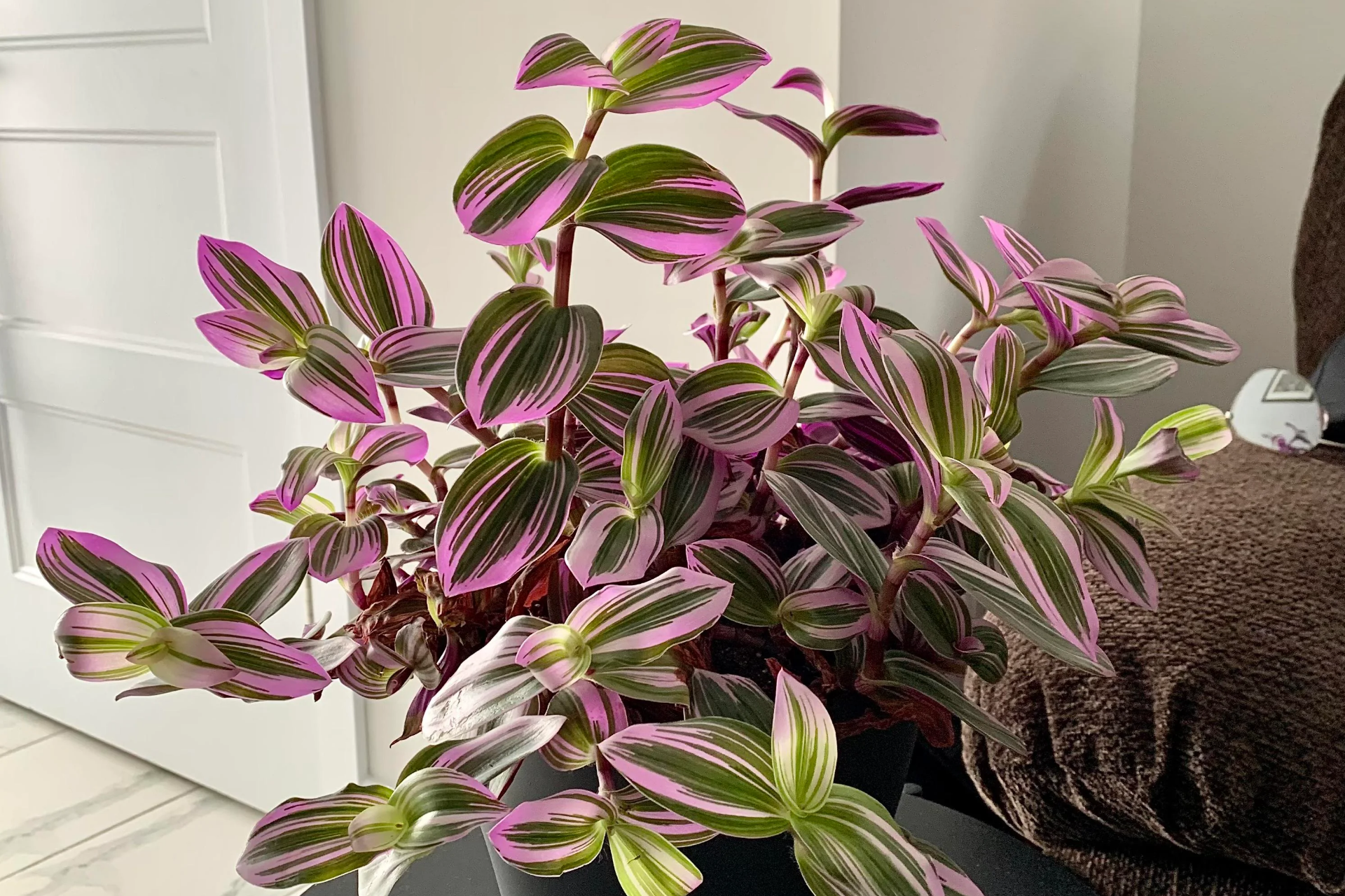 wandering jew plant