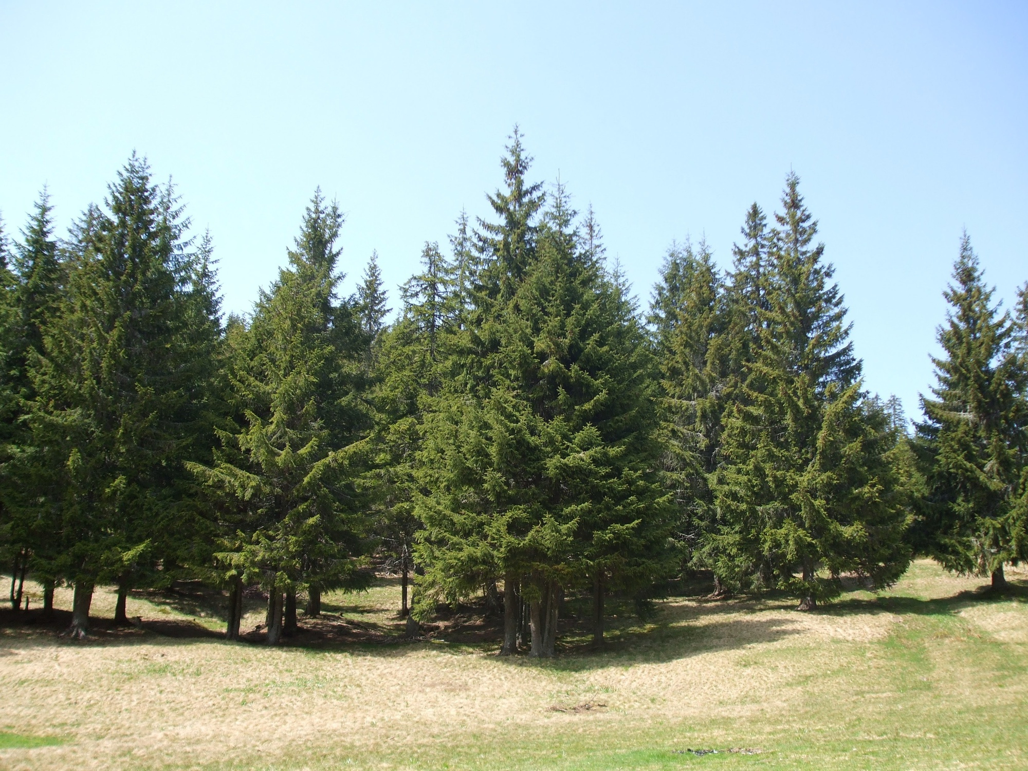 skinny pine trees pic