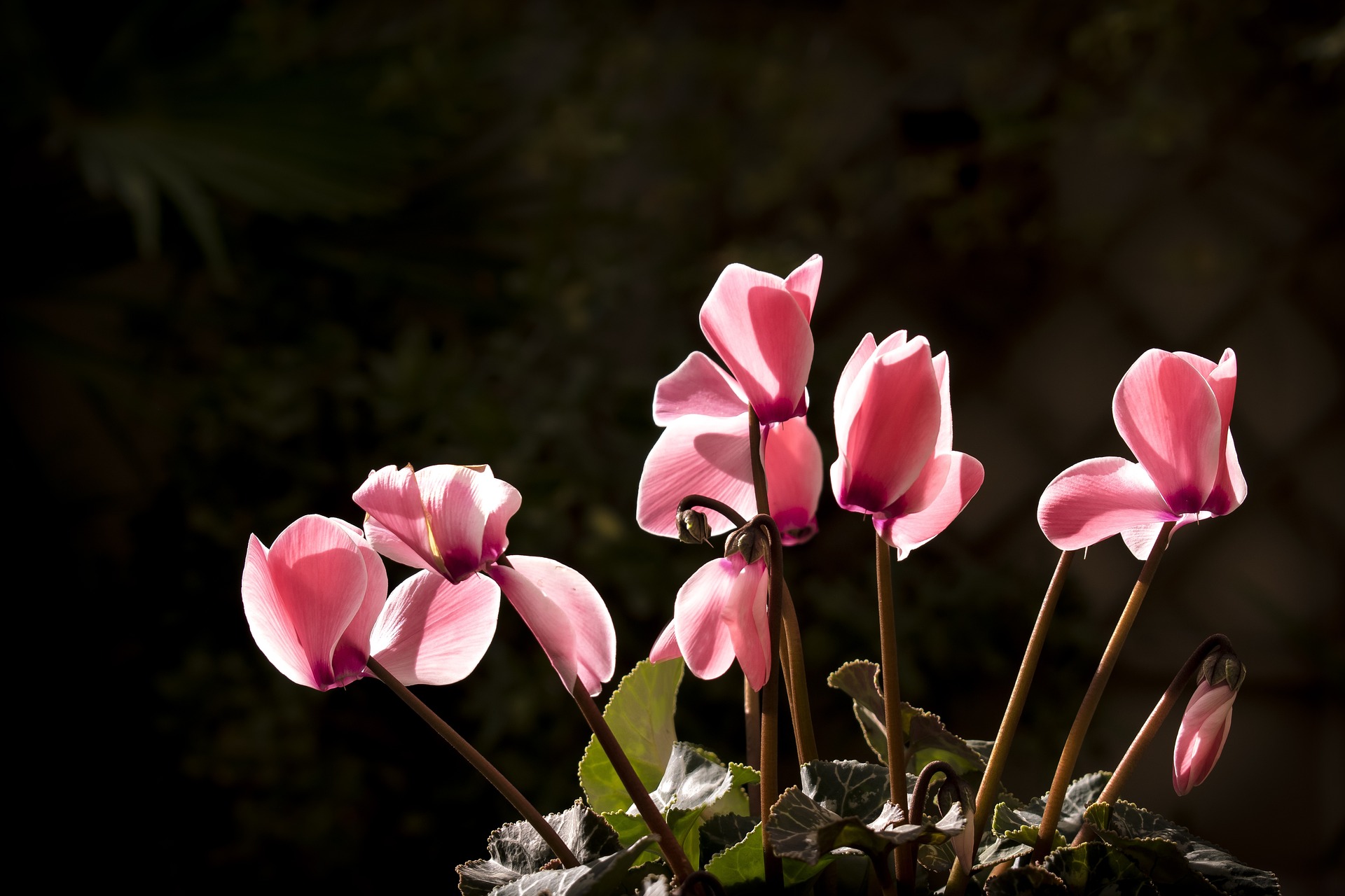 Cyclamen Winter