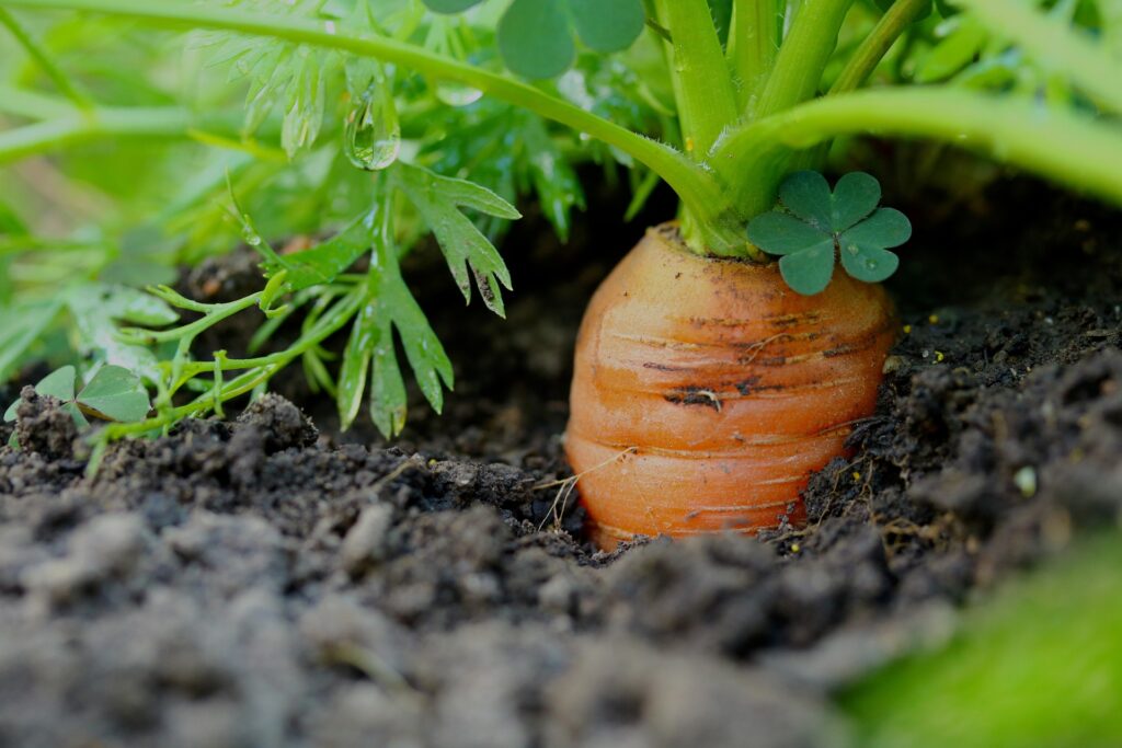 How To Plant Carrots In June Oklahoma