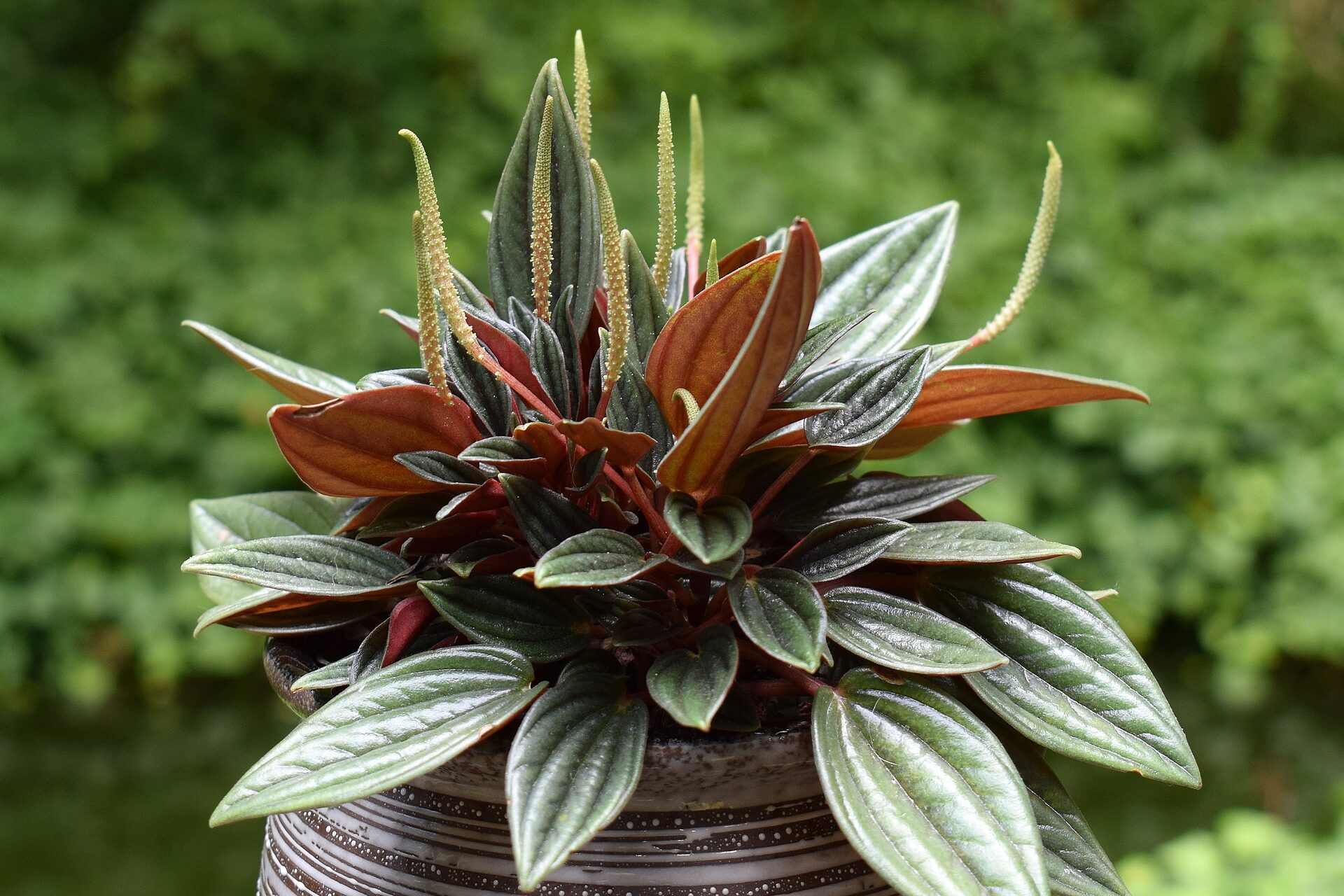 Peperomia Rosso