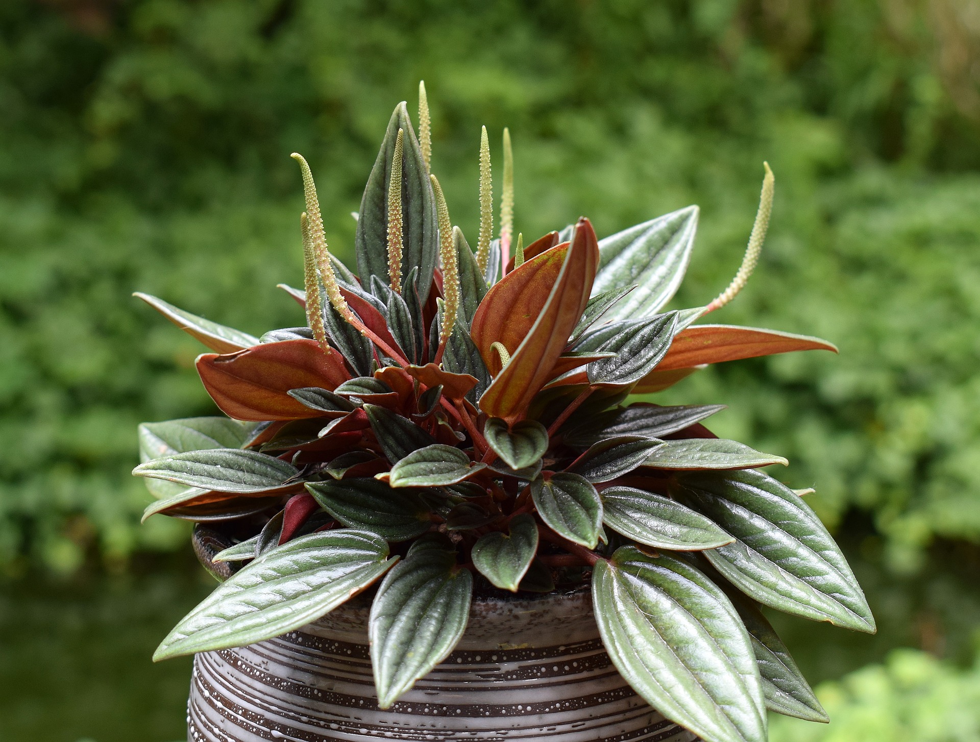 Peperomia Rosso Plant