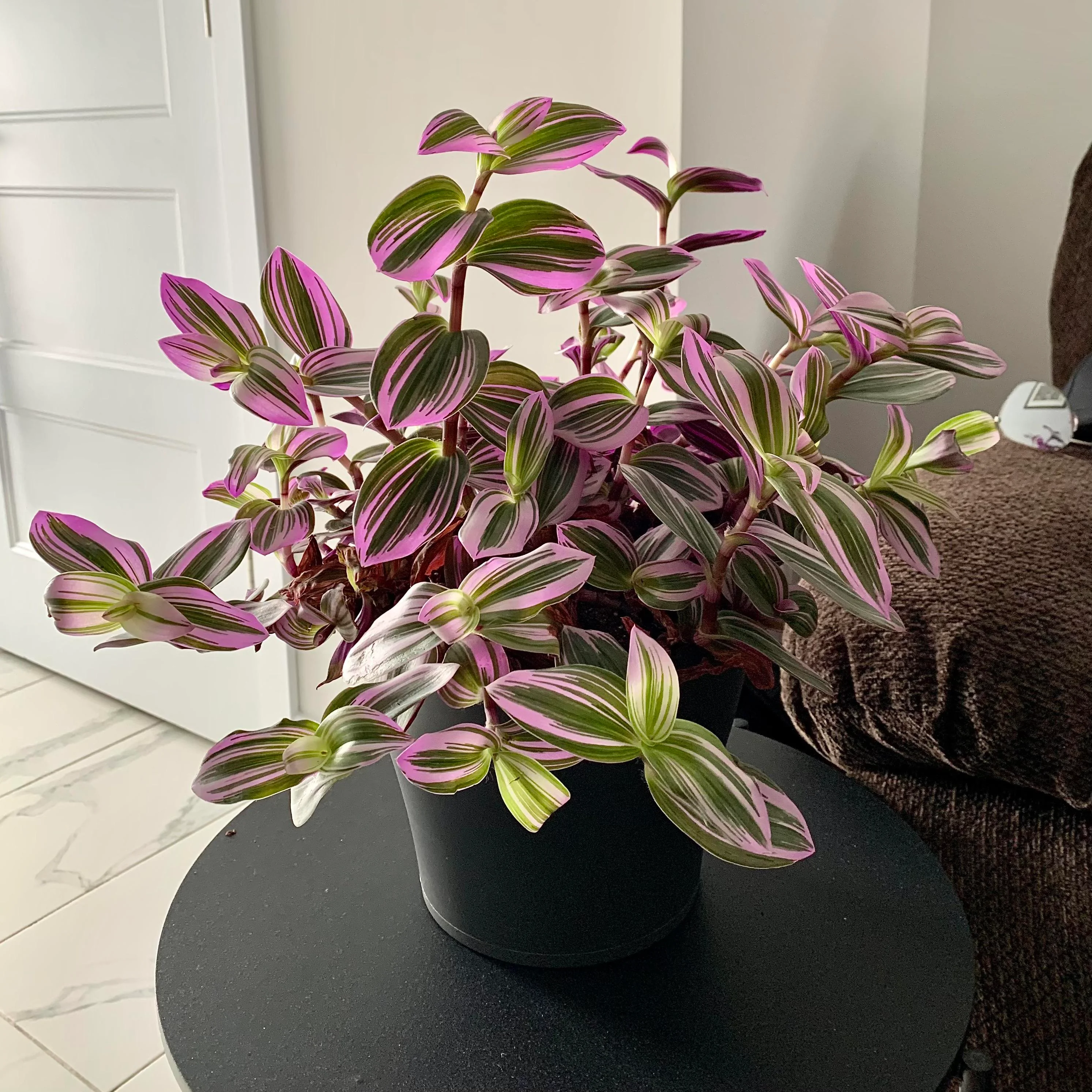 wandering jew plant care