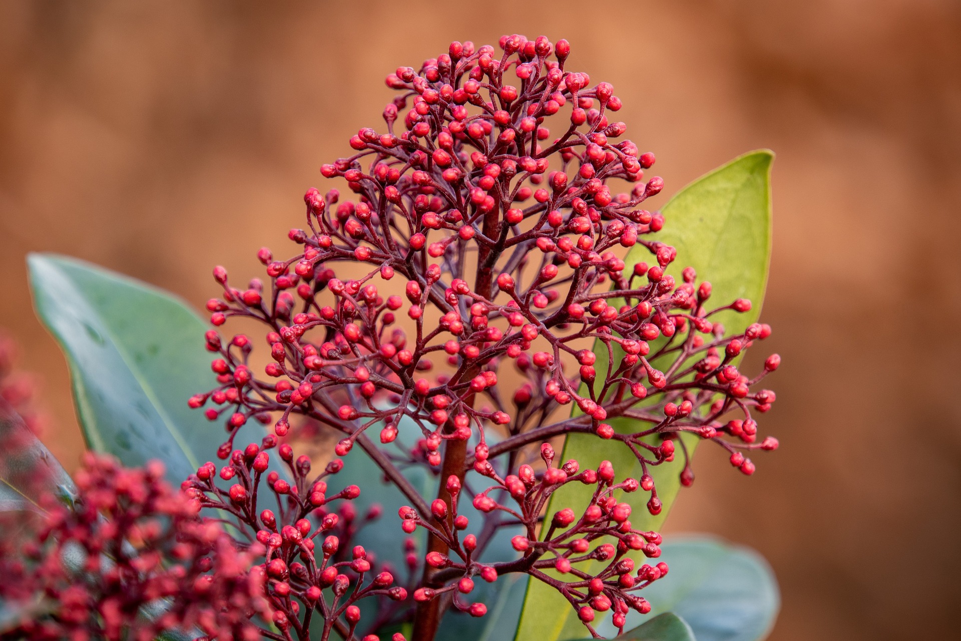 Skimmia Japonica winter