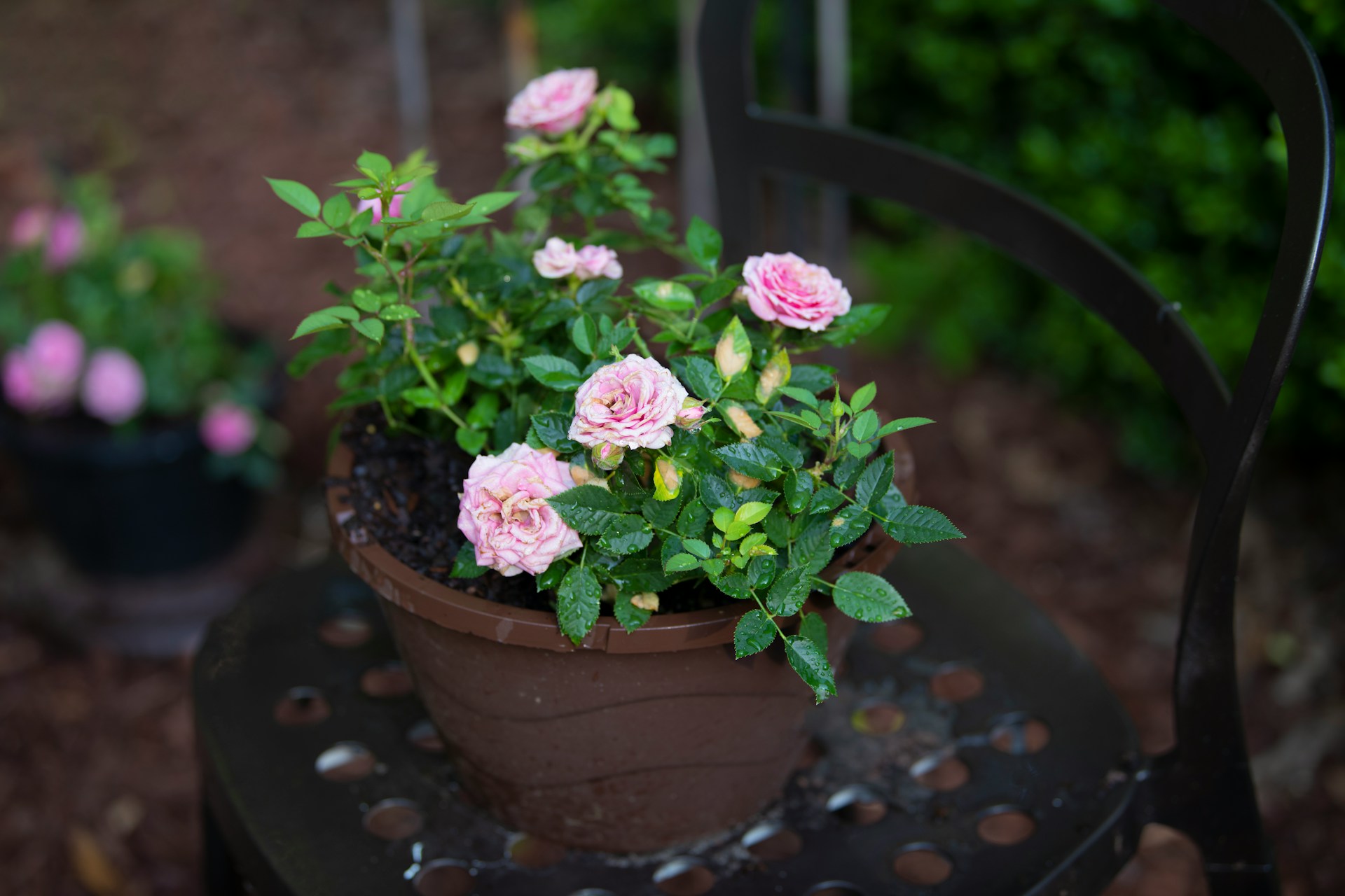 Why Is My Rose Pot Plant Drying Out