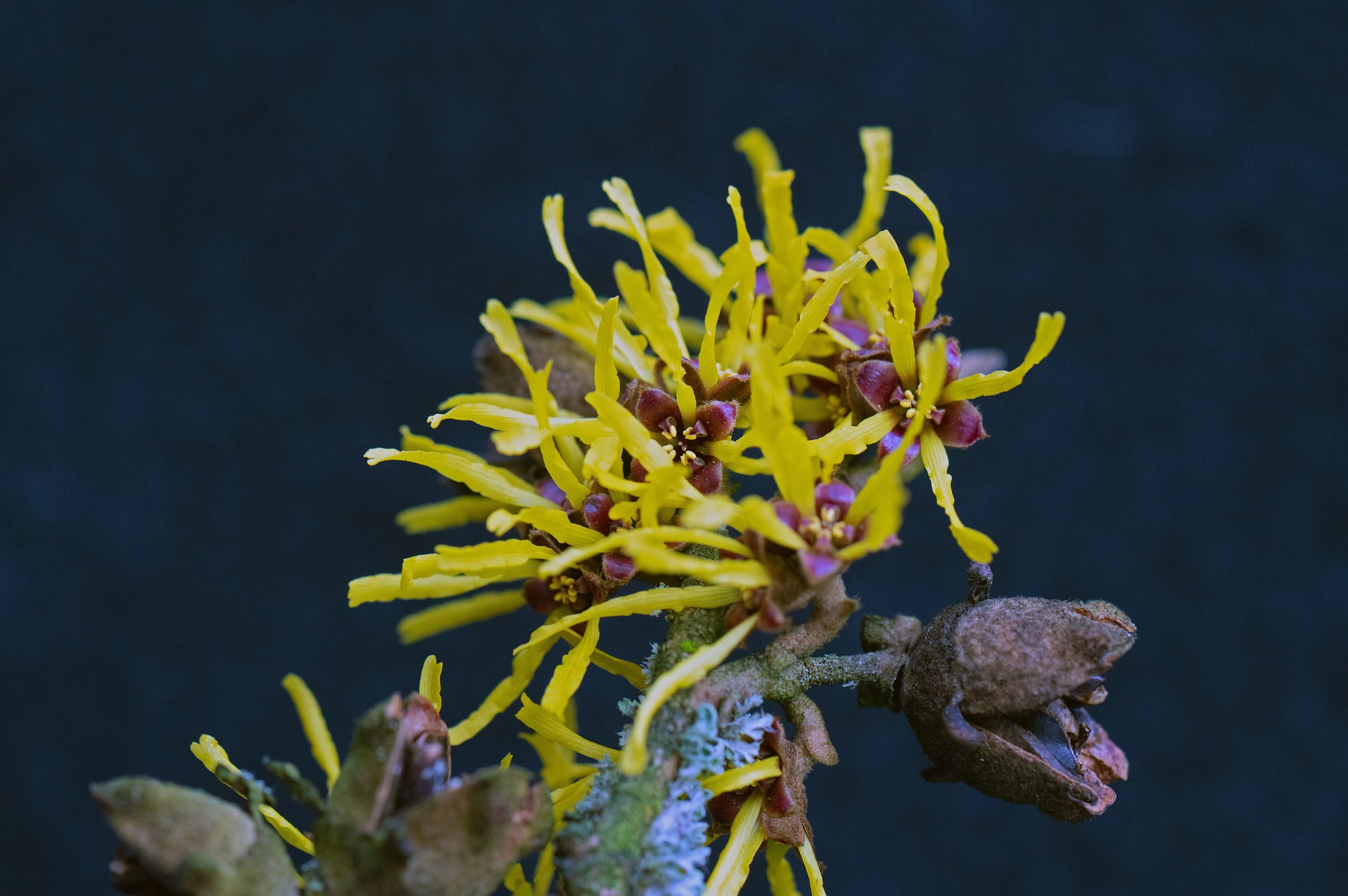 Witch Hazel winter