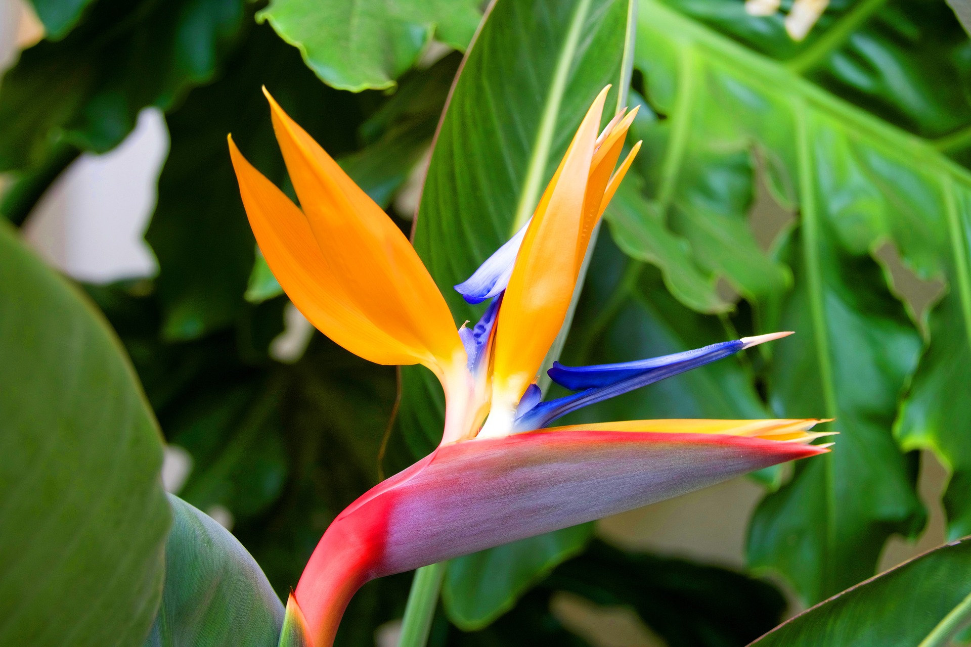 birds of paradise plant