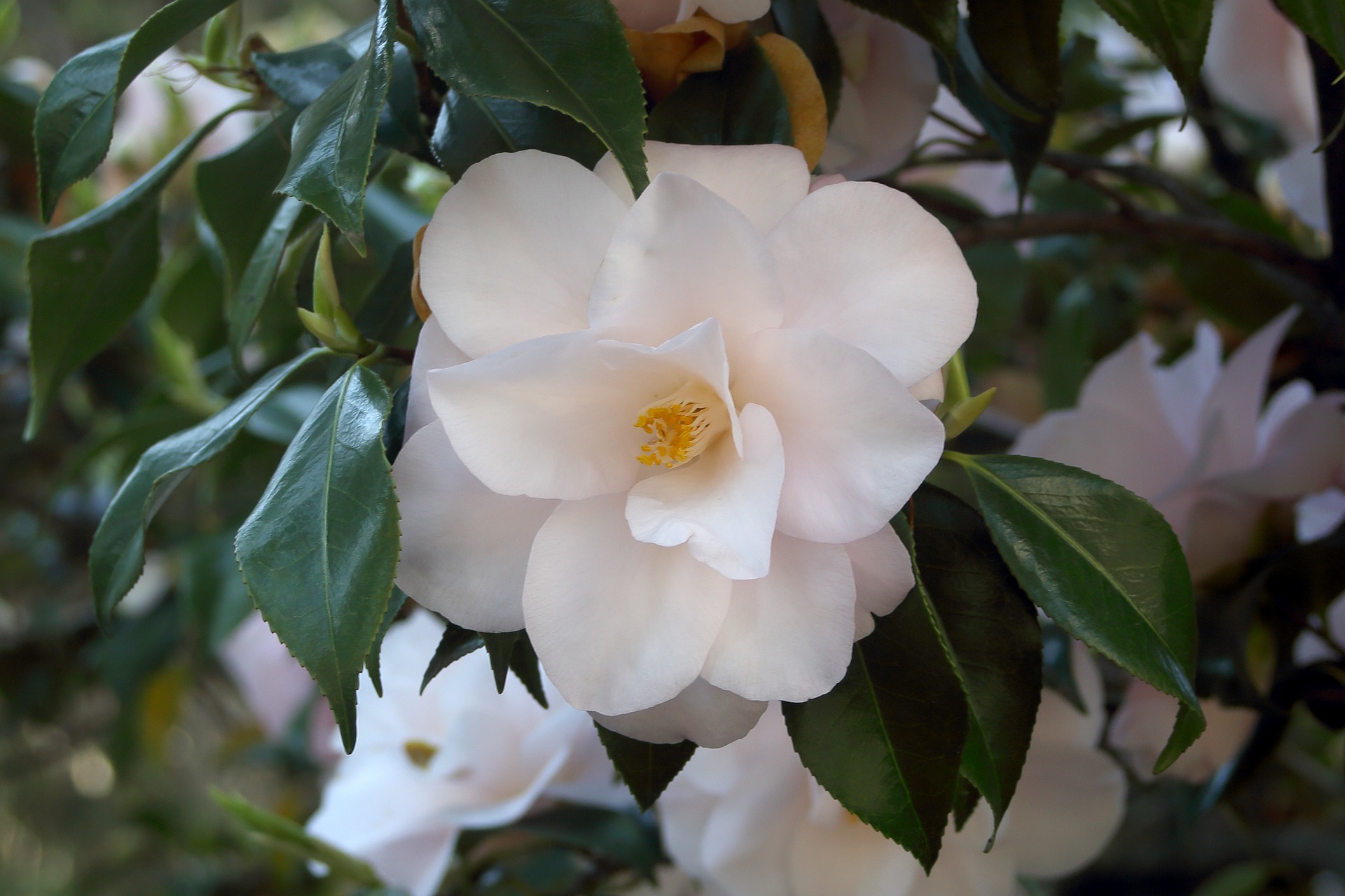 camellia winter