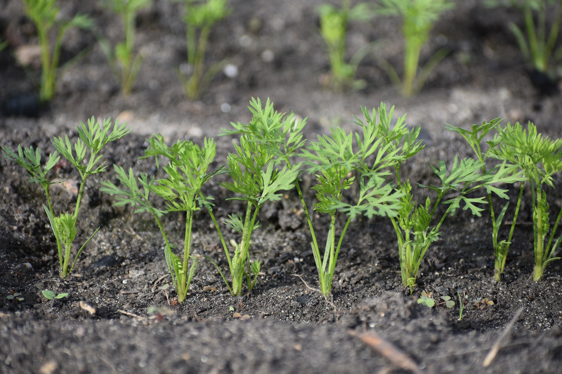 carrots plant in june