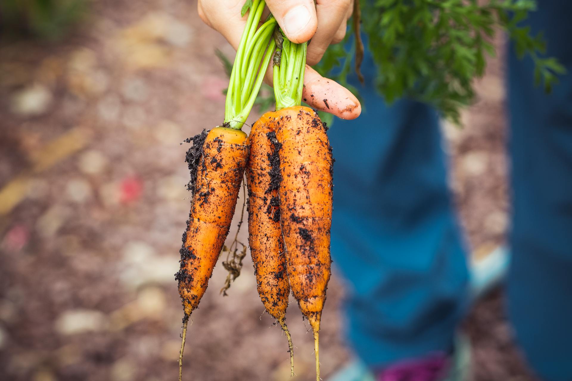 carrots plant problem