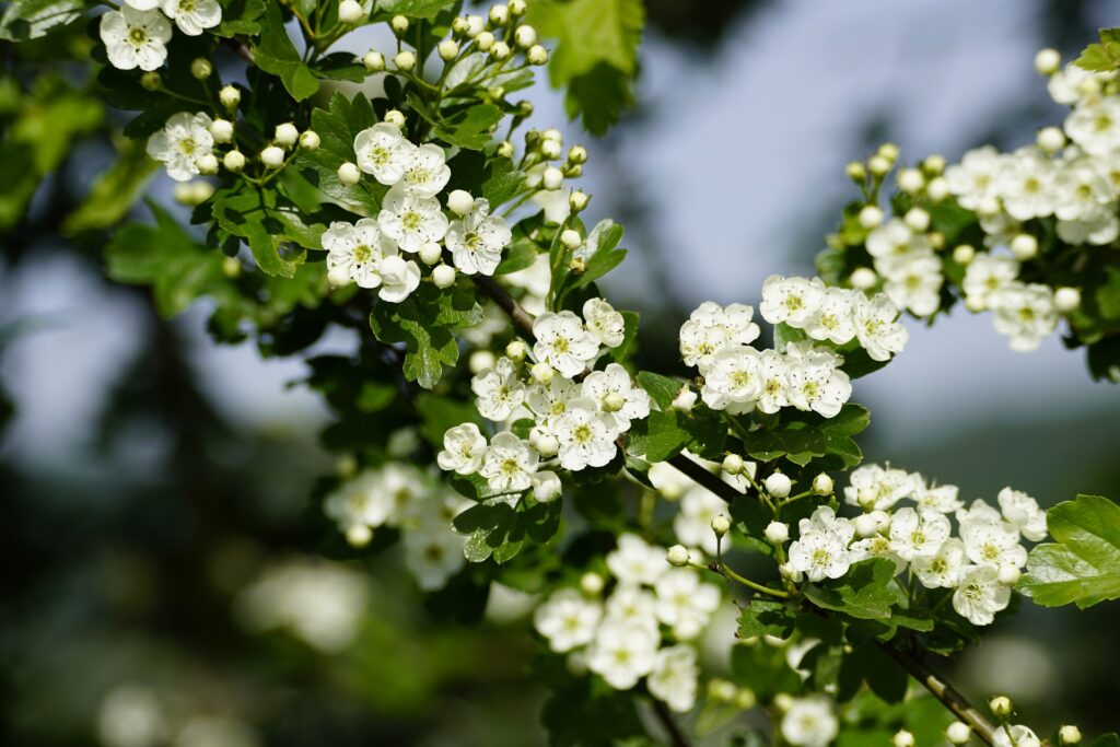 Best Time To Plant Washington Hawthorne in Oklahoma