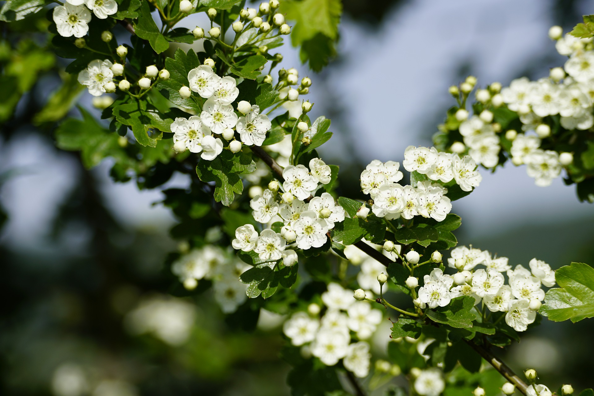 crataegus phaenopyrum