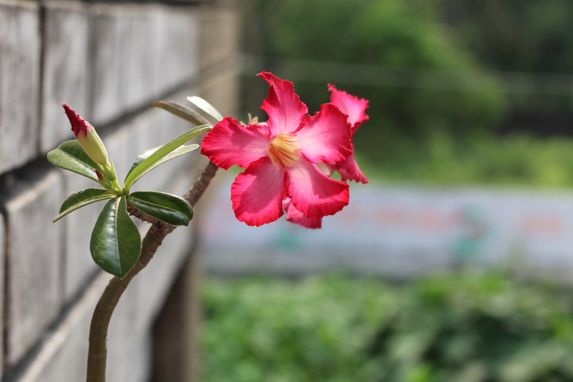 How to Grow and Care for Desert Rose Plant