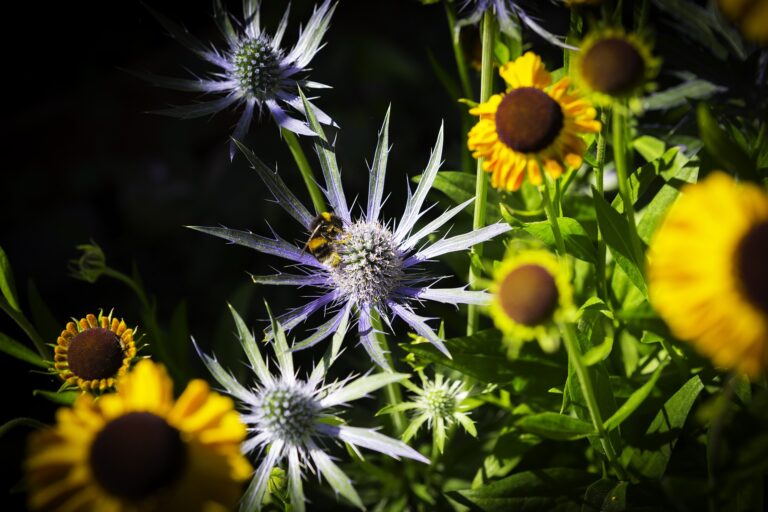 How To Grow & Care For Sea Holly Plant