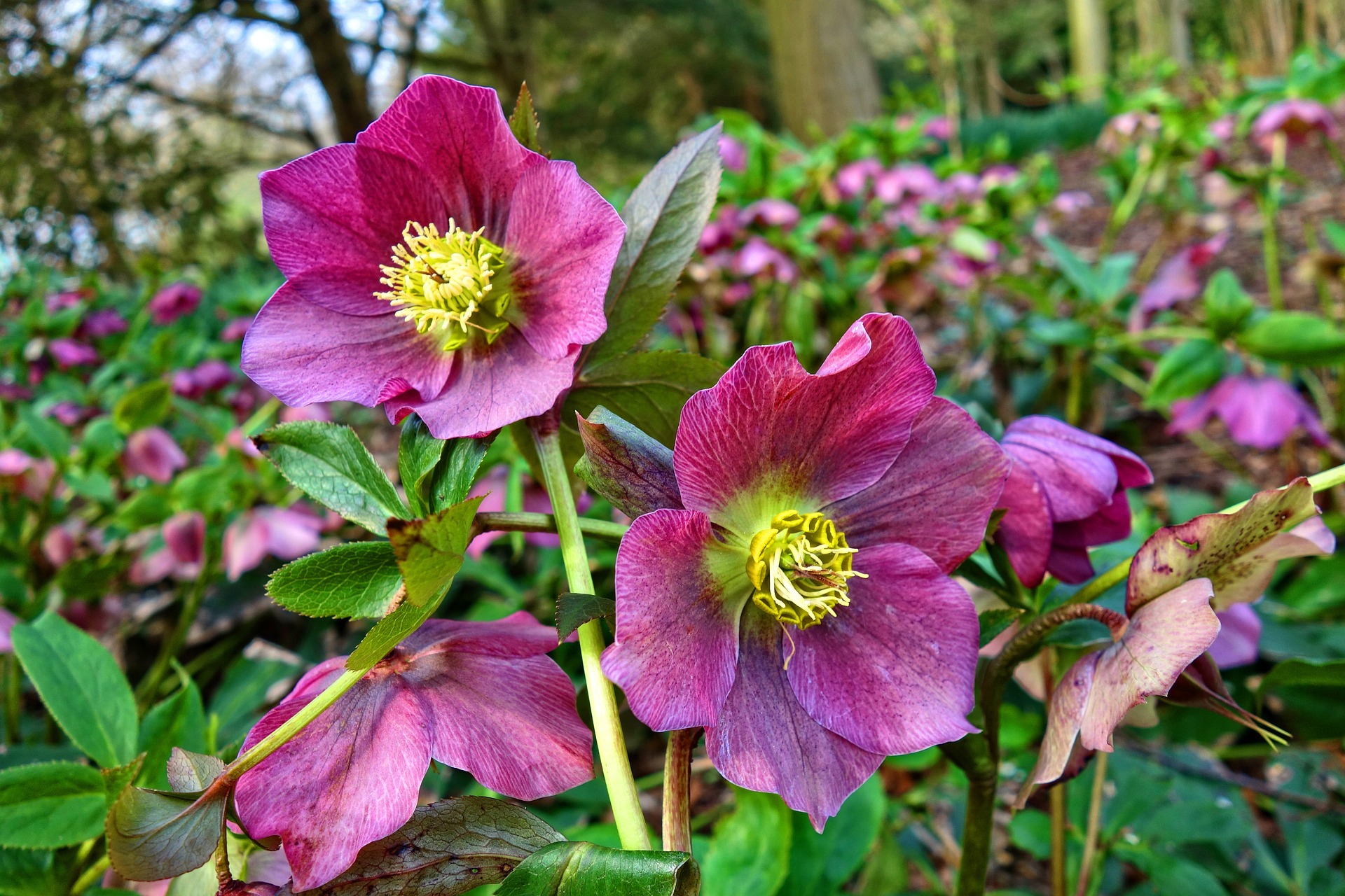 hellebore winter