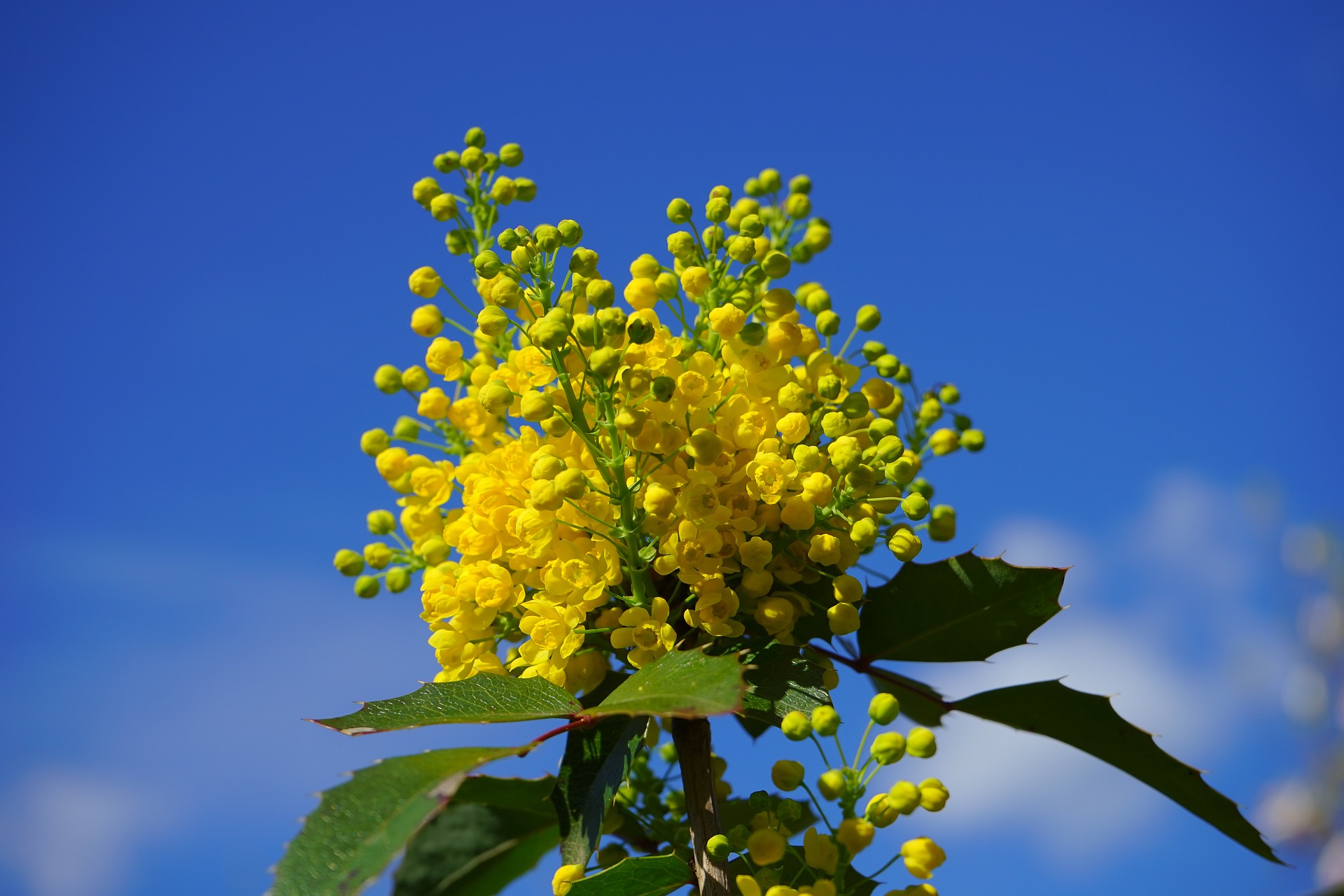 mahonia winter