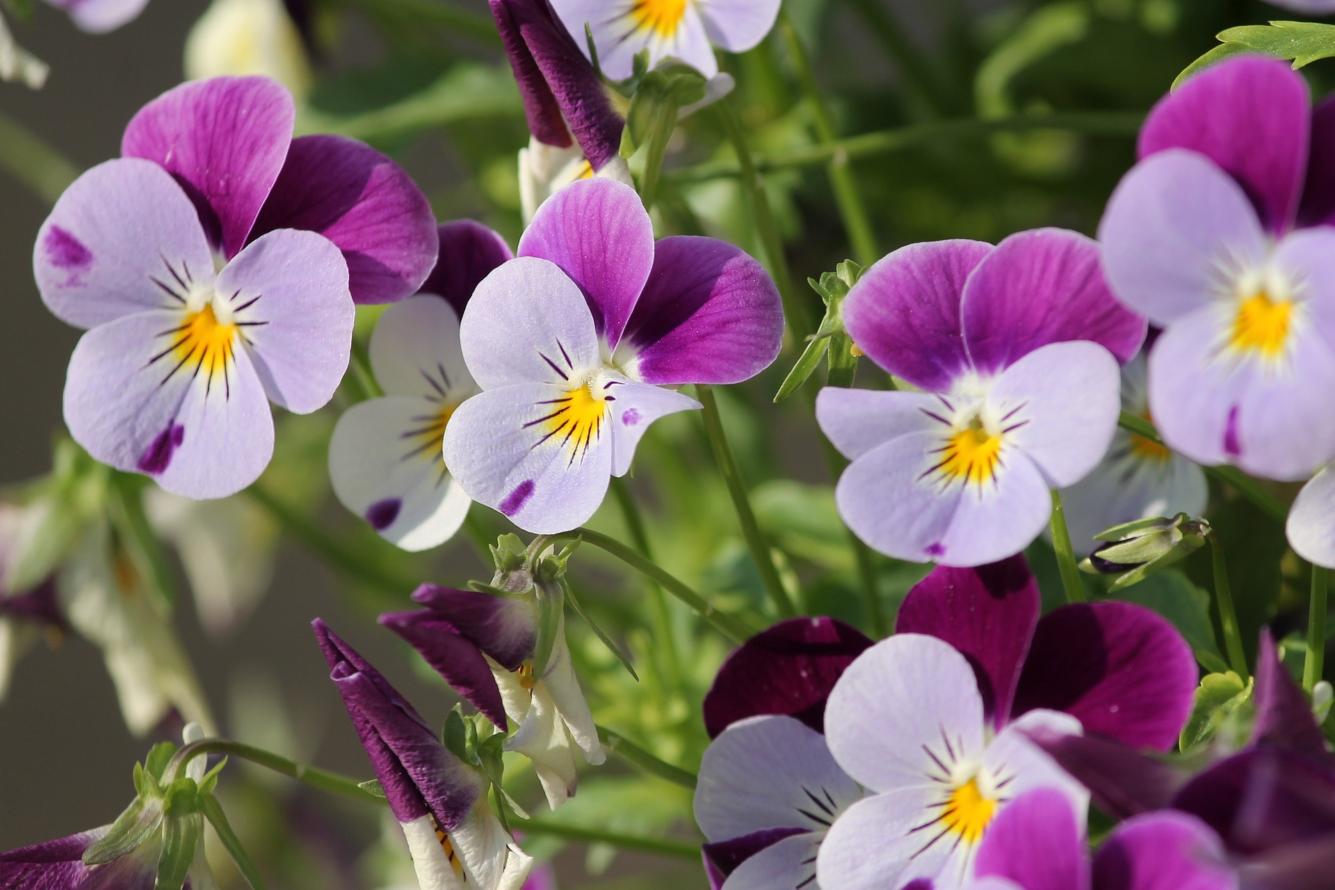 pansy winter