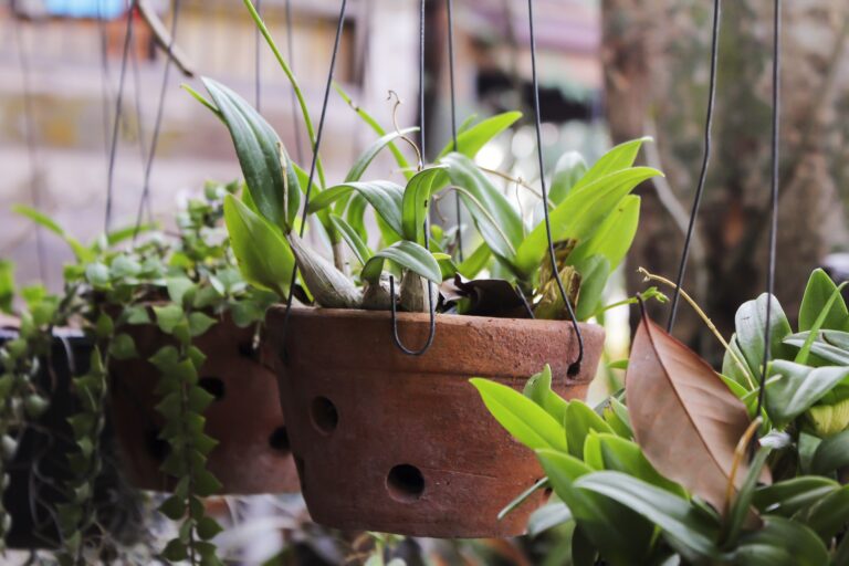 Basic Guides for Winter Care in Indoor Plants