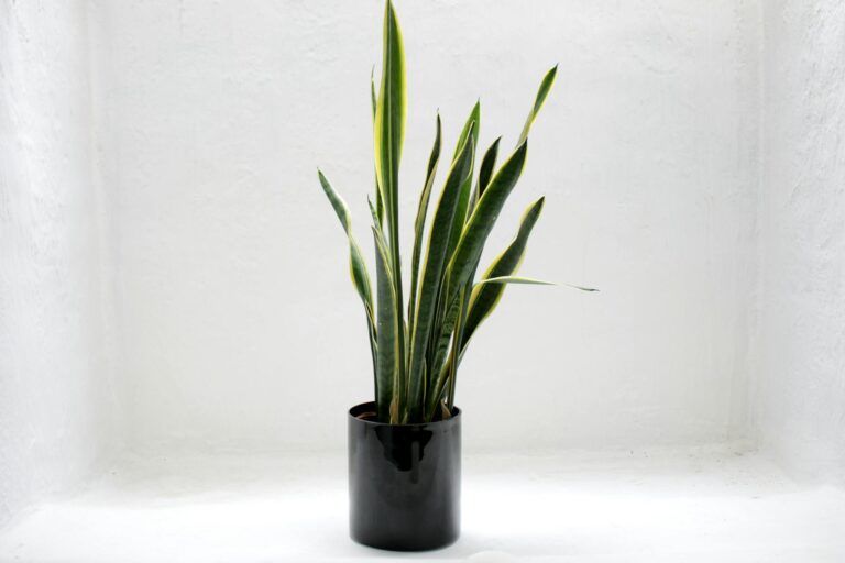 How to Grow and Care for Snake Plants