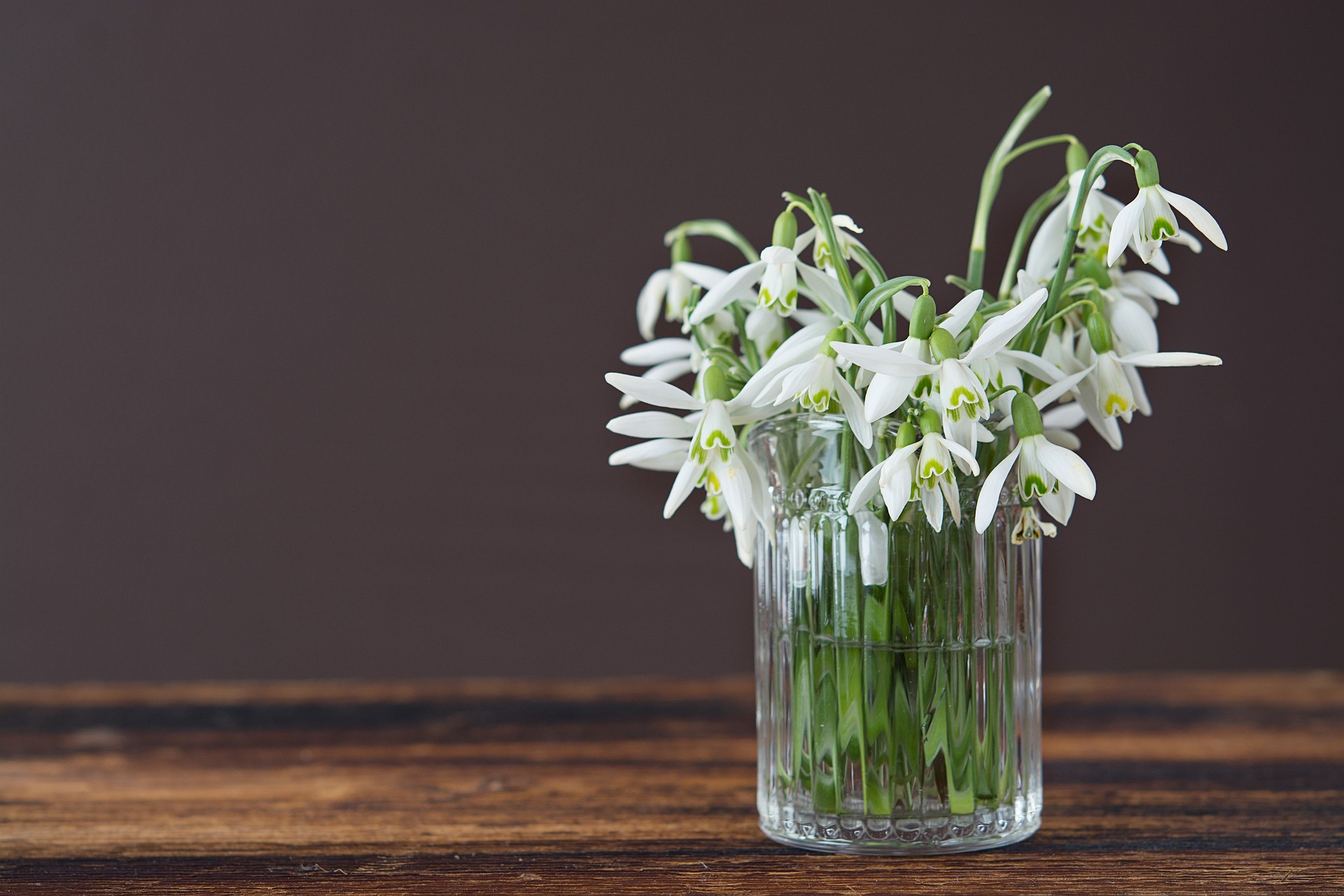 winter flowering planta snowdrop