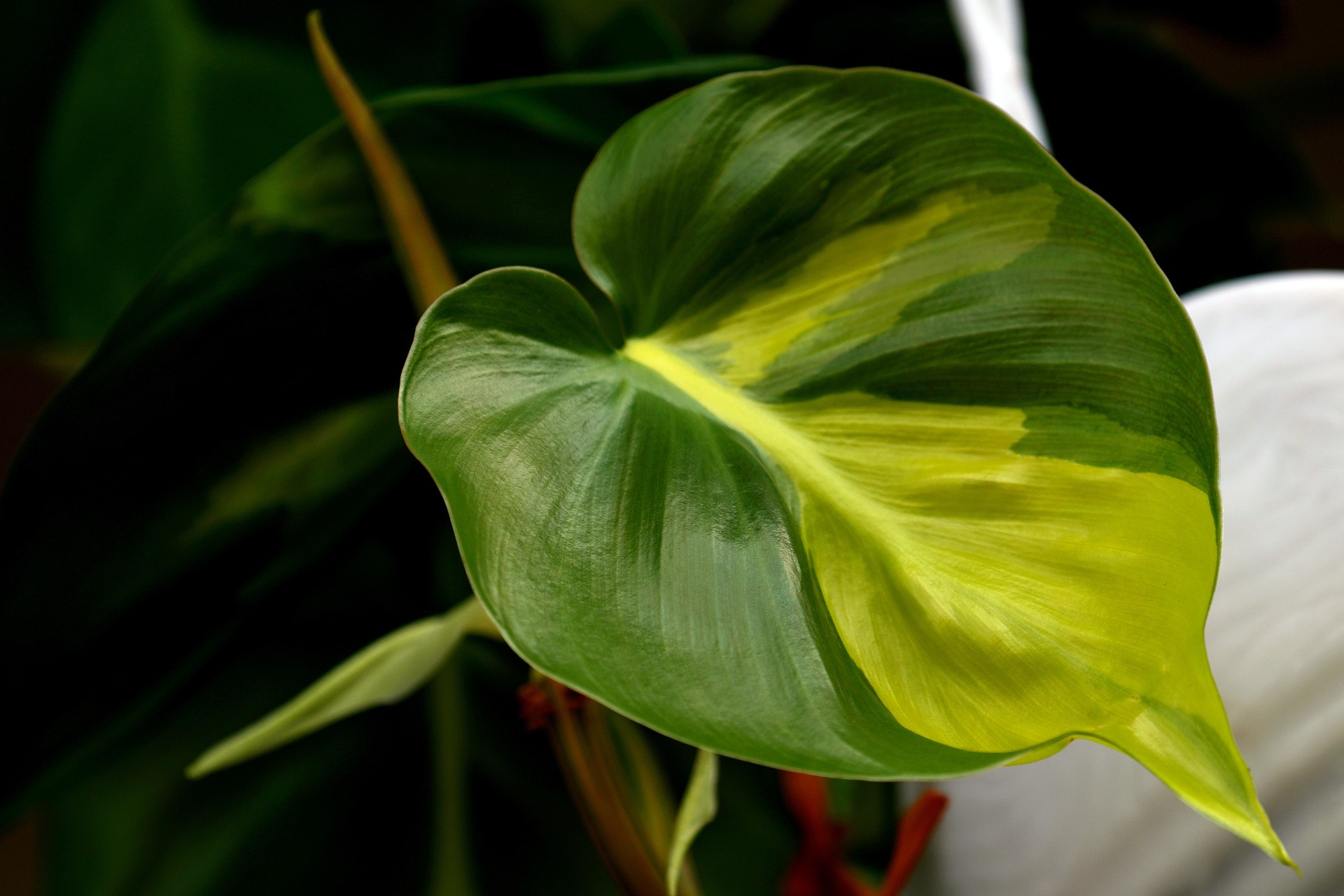 philodendron brasil