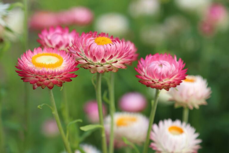 How to Grow and Care for Strawflower Plants