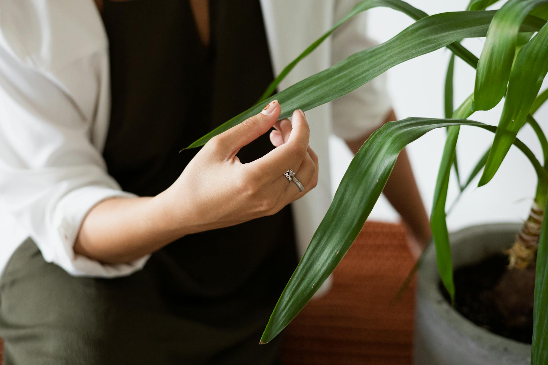 yucca plant indoor