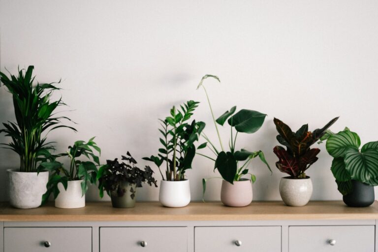 Ultimate Guide to Saving Indoor Yellow Plants