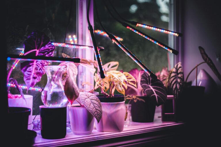 Can I Use Regular LED Light to Grow Indoor Plants?