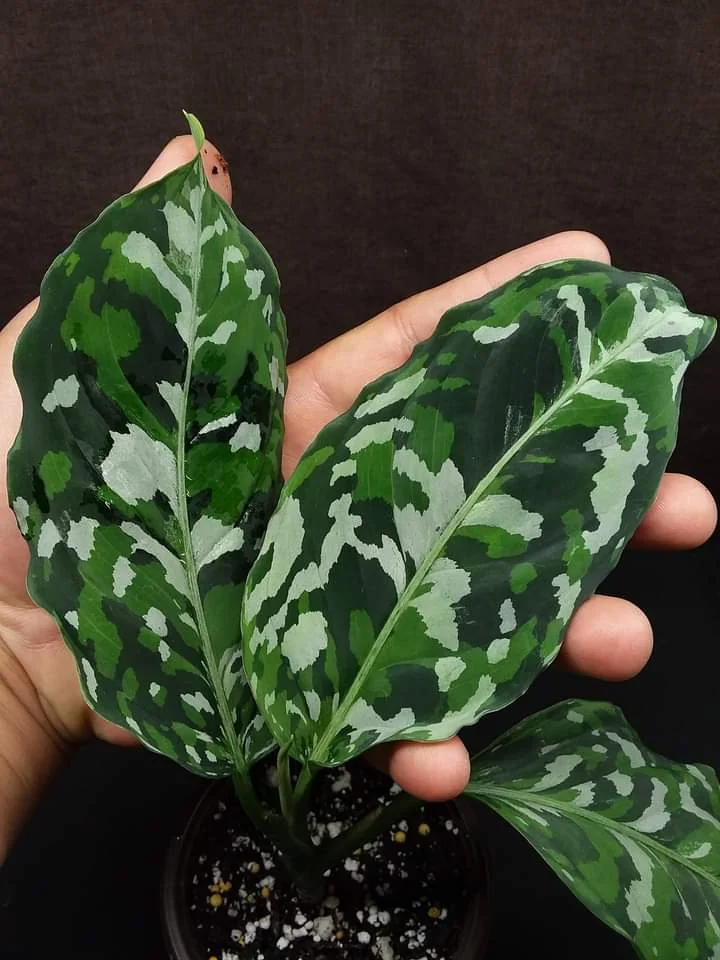 aglaonema pictum tricolor