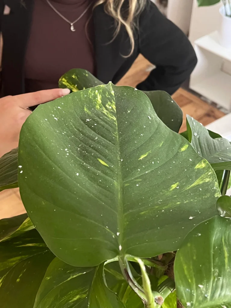 mealybugs on indoor plant